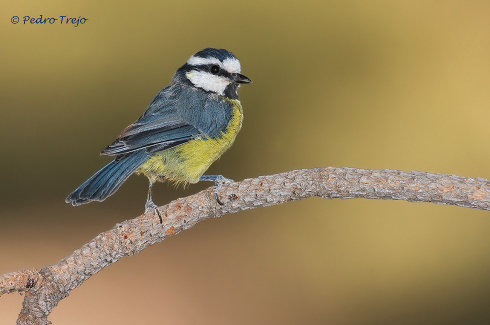 Herrerillo norteafricano (Parus teneriffae)